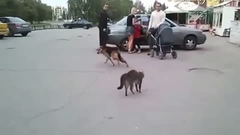 CAT vs DOGS - THE ULTIMATE PET FIGHTING CHAMPIONSHIP