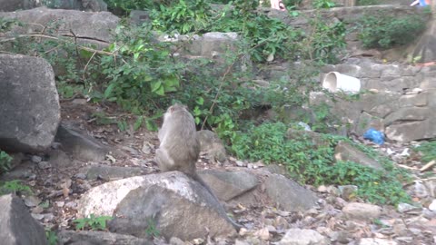 Monkeys Receiving and Eating Foods From Human | Viral Monkey