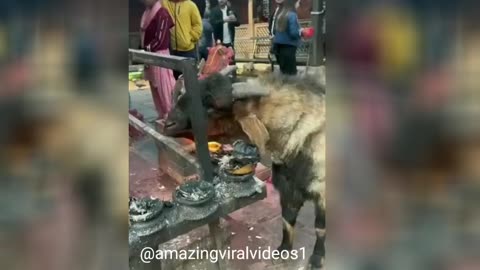CRAZY VIDEO -Goat seen burning itself with fire