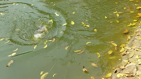 Barashi in the village pond while fishing with