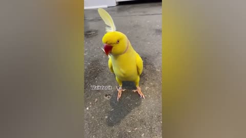 Best Funny Bird - funny and cute parrot videos compilation cute moment of the animals