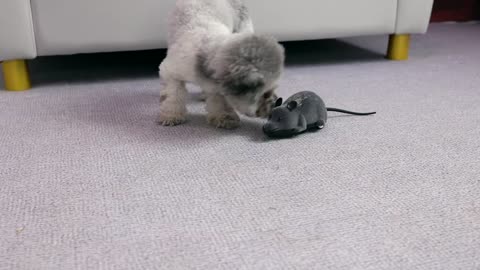 How does a poodle react when it sees a mouse