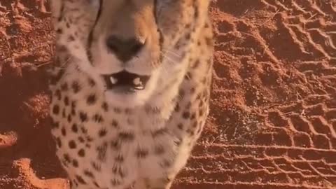 Cheetah wildlife zero distance from Africa impression wildlife conservation