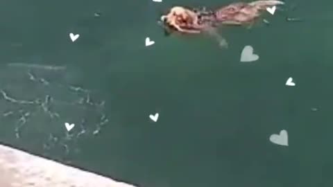 Cute Dog goes swimming