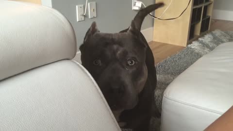 Conversation with my dog. Czr American Bully answers question..