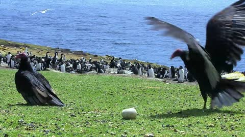 Amazing! Bird steals egg camera & films penguin colony from the air