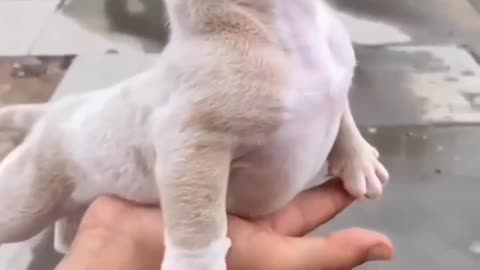 Cute pitbull in relax mode