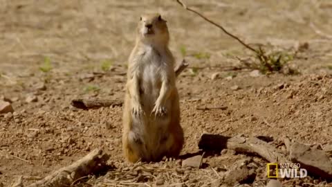 The Prairie Dog Life | Destination WILD