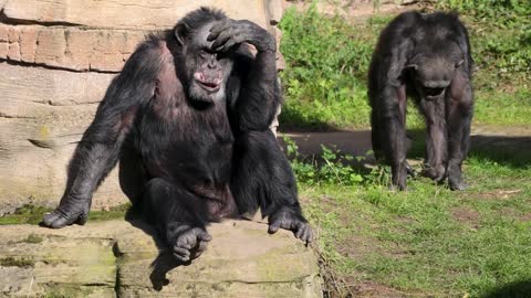 Monkeys Reaction in Chimpansy Very Sad Moment.