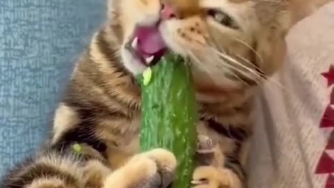 Eating cucumber. Yummy yummy. #lovelycat #kitty
