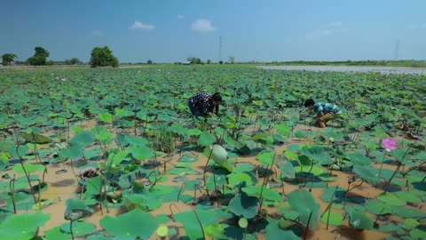 Harvest Lotus root and pick fruit for cooking