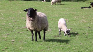 baby sheep walking in garden his mother