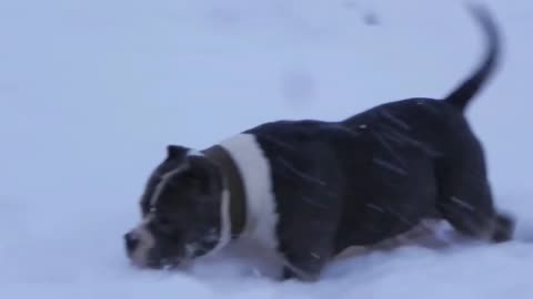 🐶american bullies playing in the snow 🐶