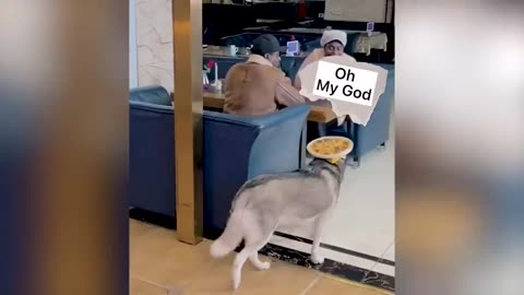 Funniest Animal Videos 😂 - Funny Cats invited to the Dog Party