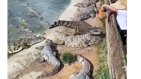Animal short video crocodile #..