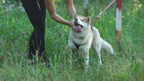 husky puppy biting playing human hand