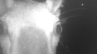 Close up deer on trail cam