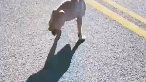 Watch what happens to an army-trained dog after its legs are amputated