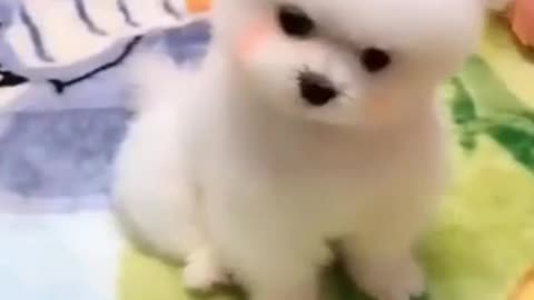 CUTE little puppy dances with a little Angel's song. #shorts