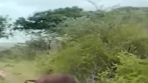 How a buffalo tamed a lion