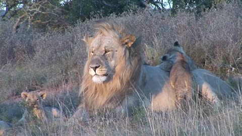 Tomo and Asali's Lion Cubs' First Outing