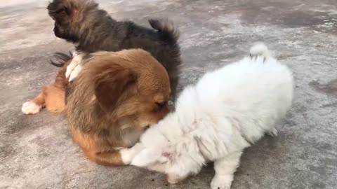 Funny and Cute Puppies