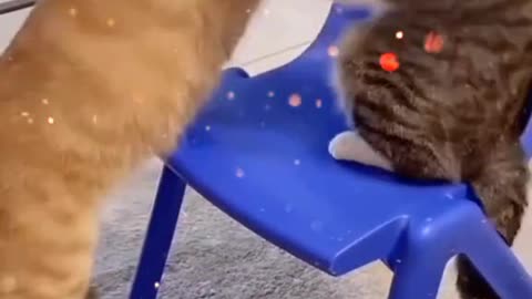 Cat s video