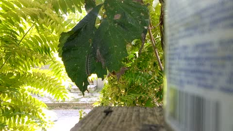 Caterpillars eat leaves on trees