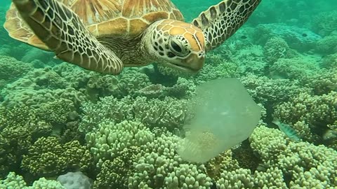 Sea Turtle Snacks on a Jellyfish