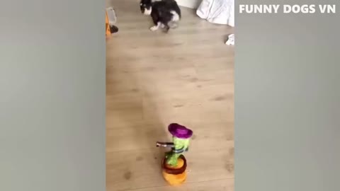 FUNNY ANIMAL VIDEOS