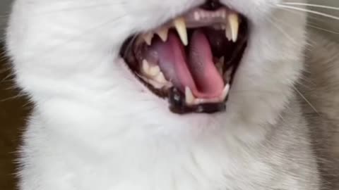 Cat Video