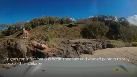 Australia Dingo bites sunbathing tourist in Queensland