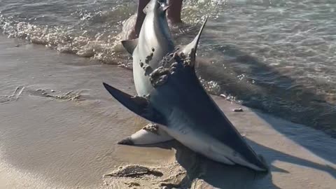 Releasing a Caught Shark Back into the Ocean