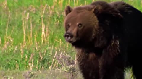 Lions is King But Fail! Mother Bear Save Her Baby From Puma Hunting, Giraffe vs Lions