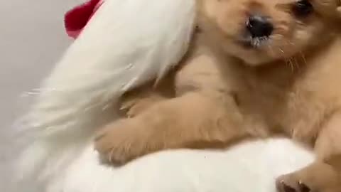 Puppy riding