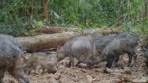 Animals Hunter of Amazon - Animals That Call The Jungle Home | Rainforest