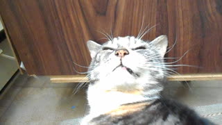 Cat makes ridiculous face when back is scratched