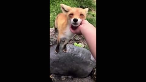 A Wild Fox meets its first Human!