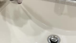 Cat Looking At Running Water