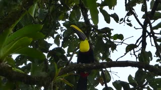 Chestnut-mandibled Toucan calling