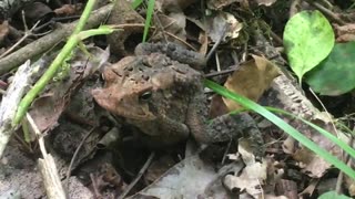 Northern Kentucky Project: Wildlife Encounters - American Toad