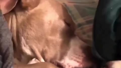 Funny dog sleeping