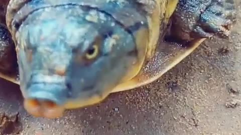 tortoise video short