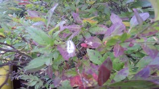 Hickory Tussock Caterpillar