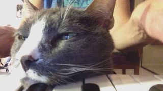 Cat rests helps owner play piano