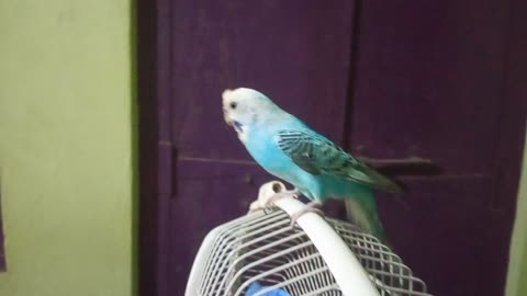 My budgie bird