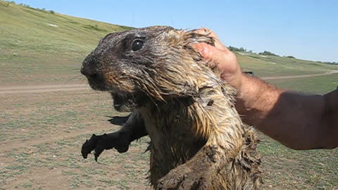 Marmot screaming