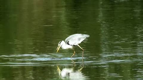 Grey Heron Frog Nature Water Animal Lake