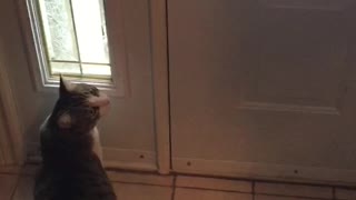 Cat Has Hilarious Reaction To First Snow Encounter