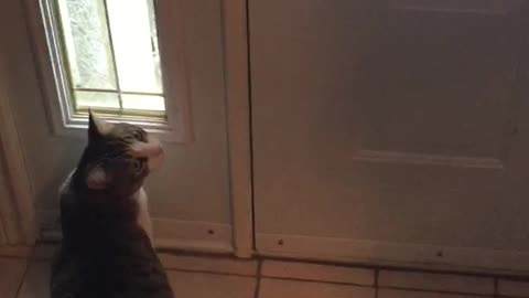 Cat Has Hilarious Reaction To First Snow Encounter